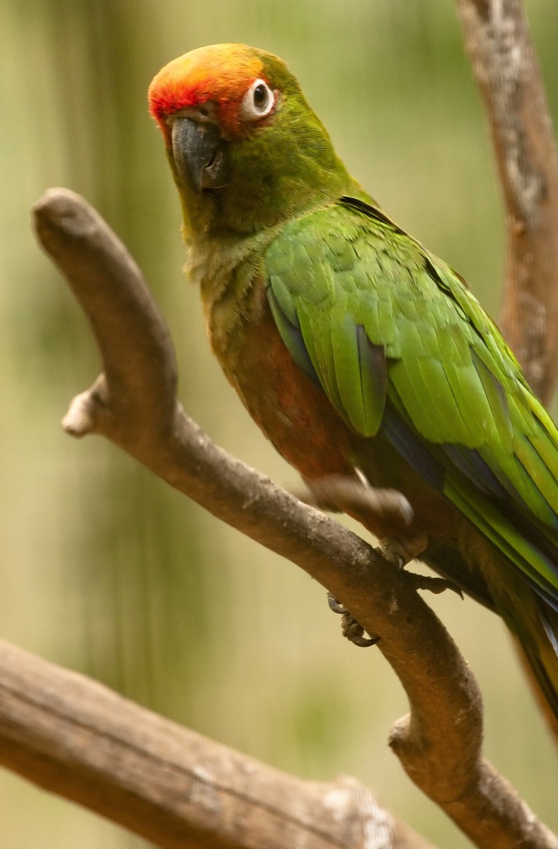 Aratinga svietivá - Aratinga auricapilla